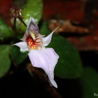 Impatiens thwaitesii Hook.f. ex Grey-Wilson